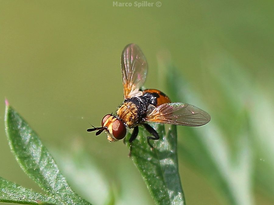 Gymnosoma sp. (Tachinidae)